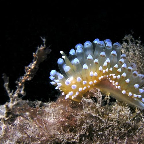 The role of the Mesoamerican Corridor in water resource protection