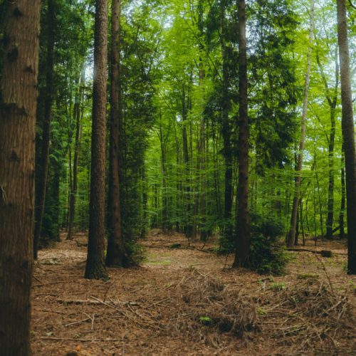 How the Mesoamerican Corridor supports Central American communities